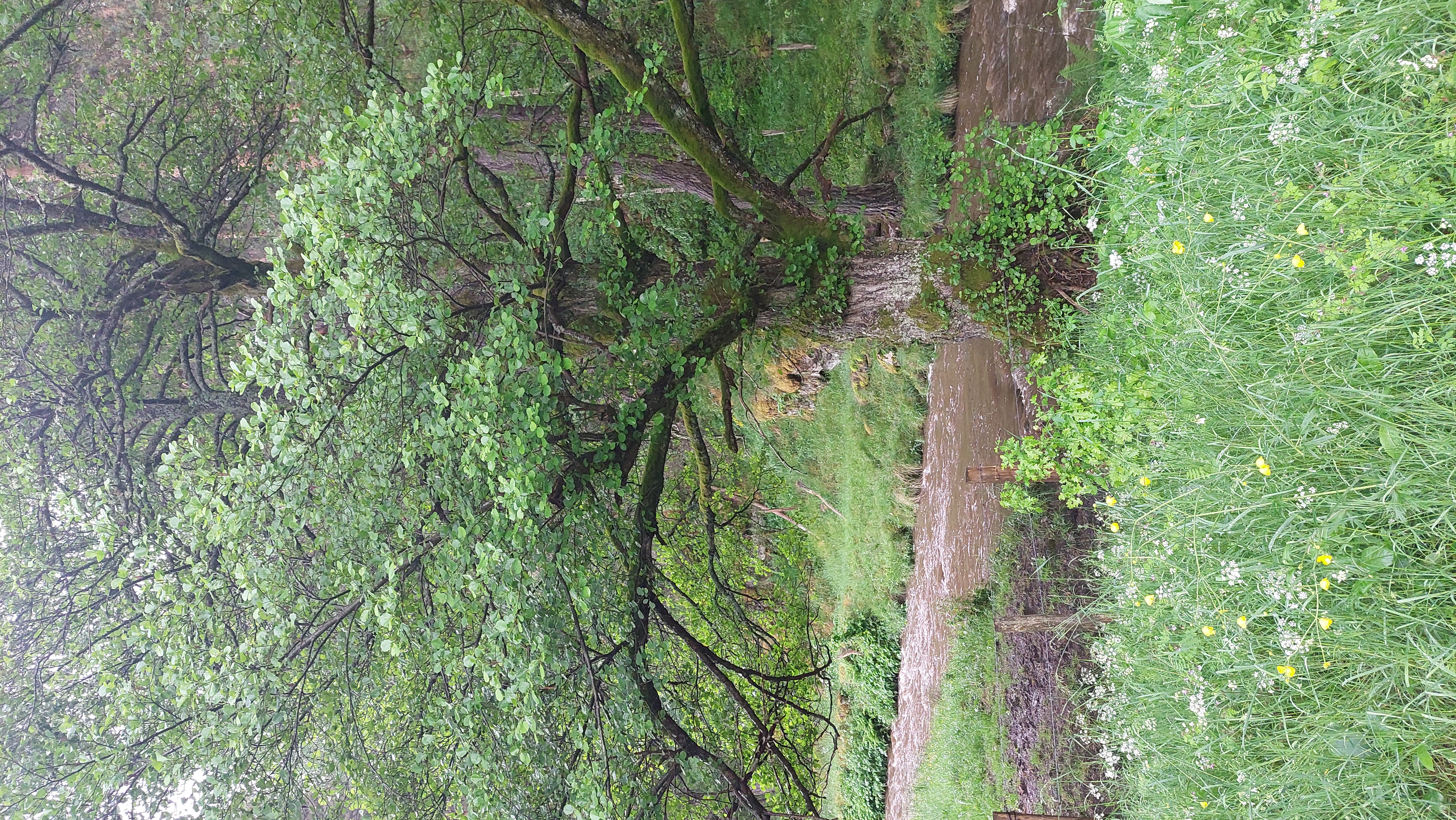Ruisseau La Gardelle