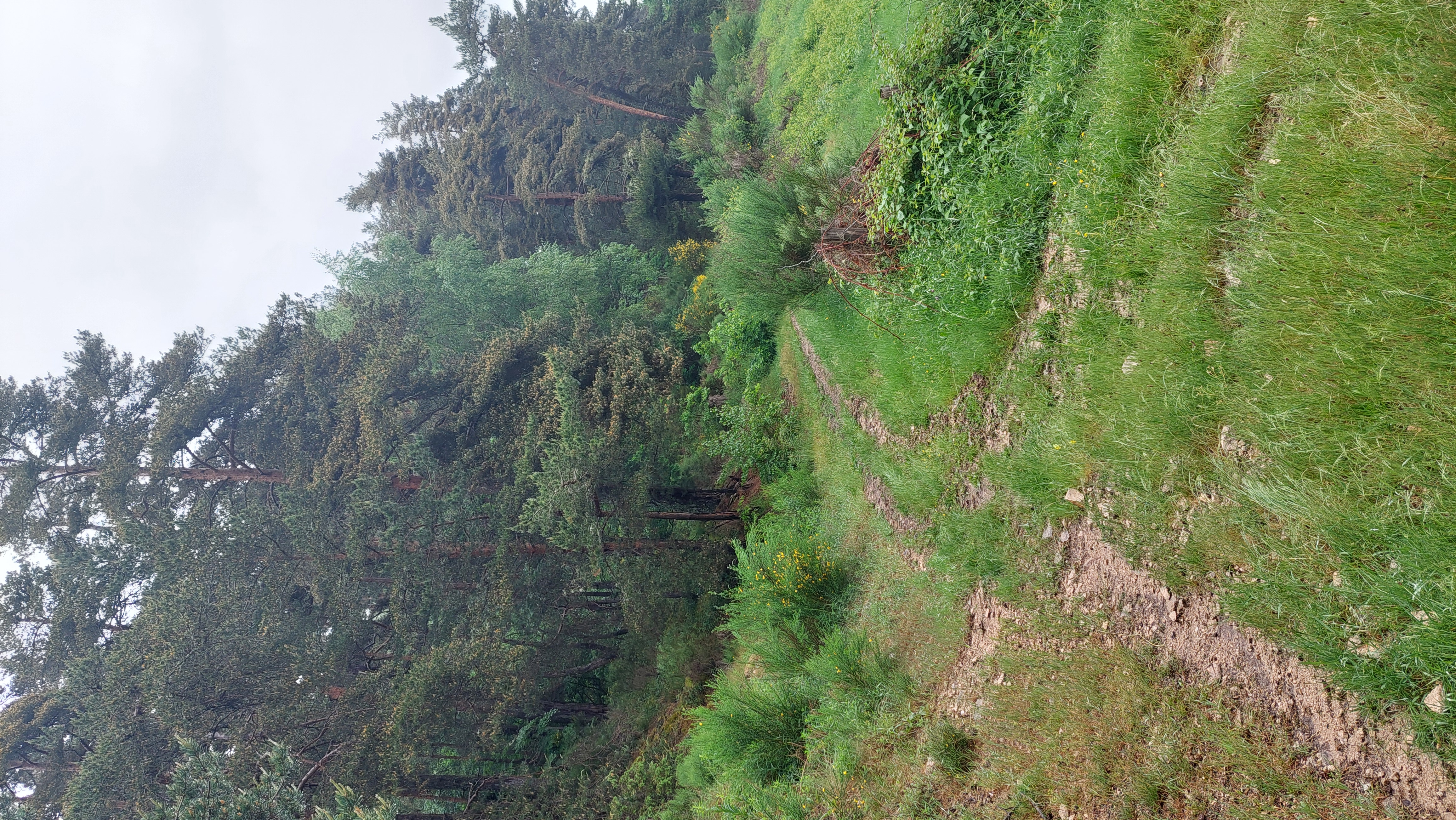 Bifurcation