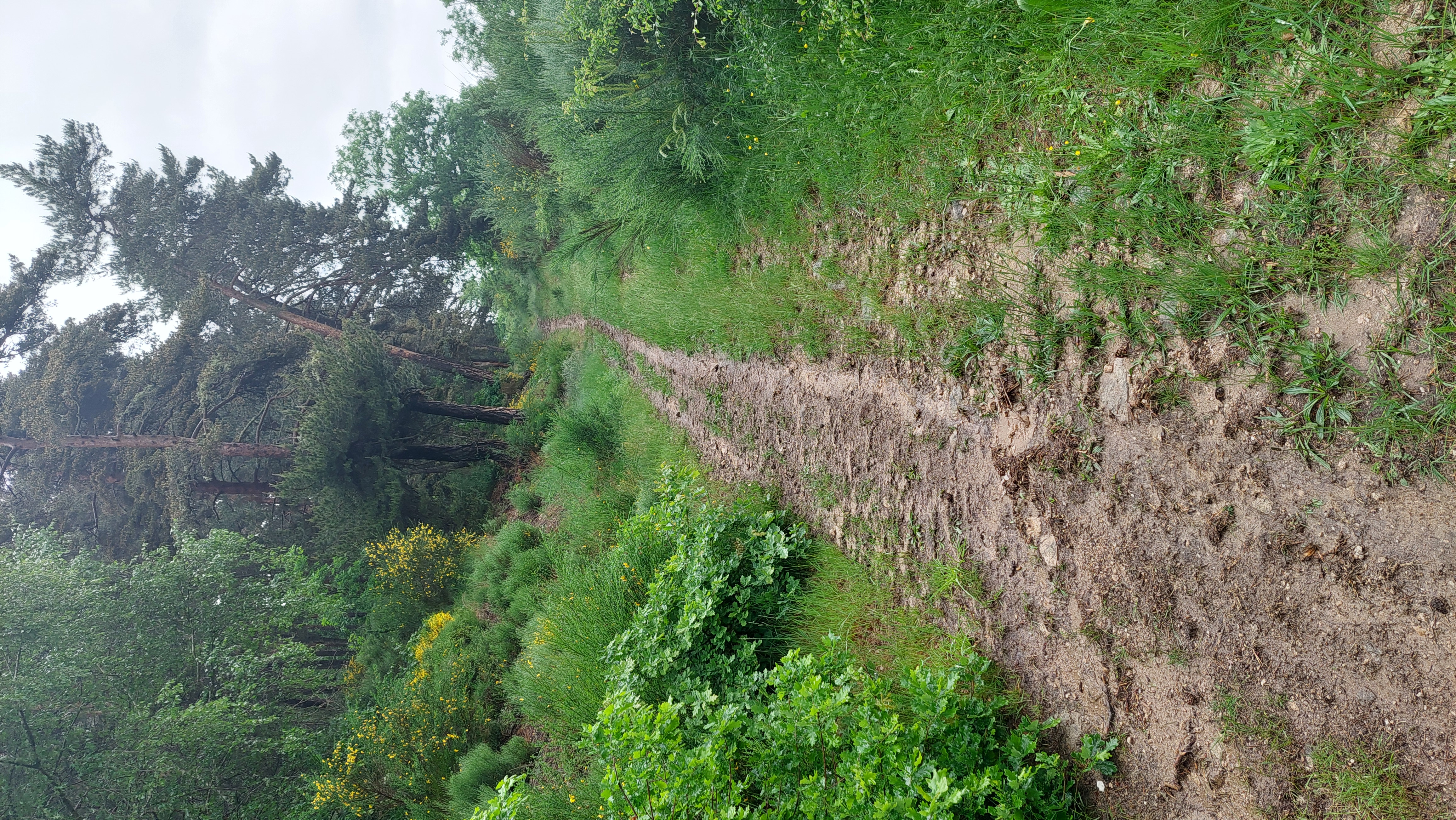 Chemin du haut