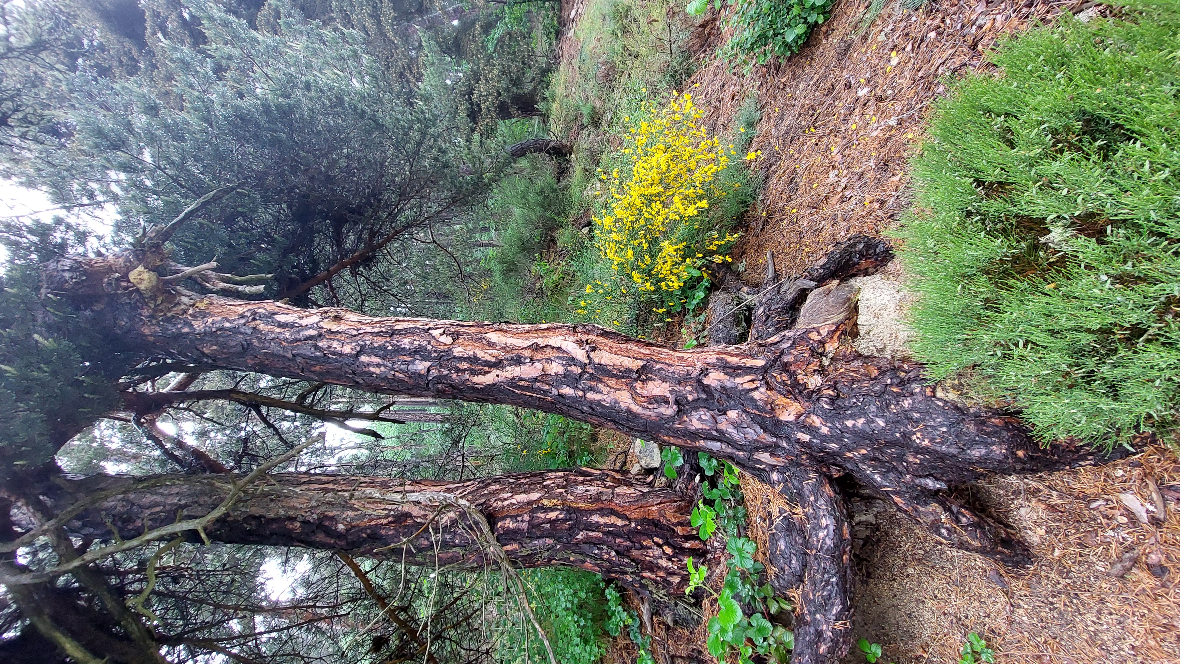Troncs d'arbres