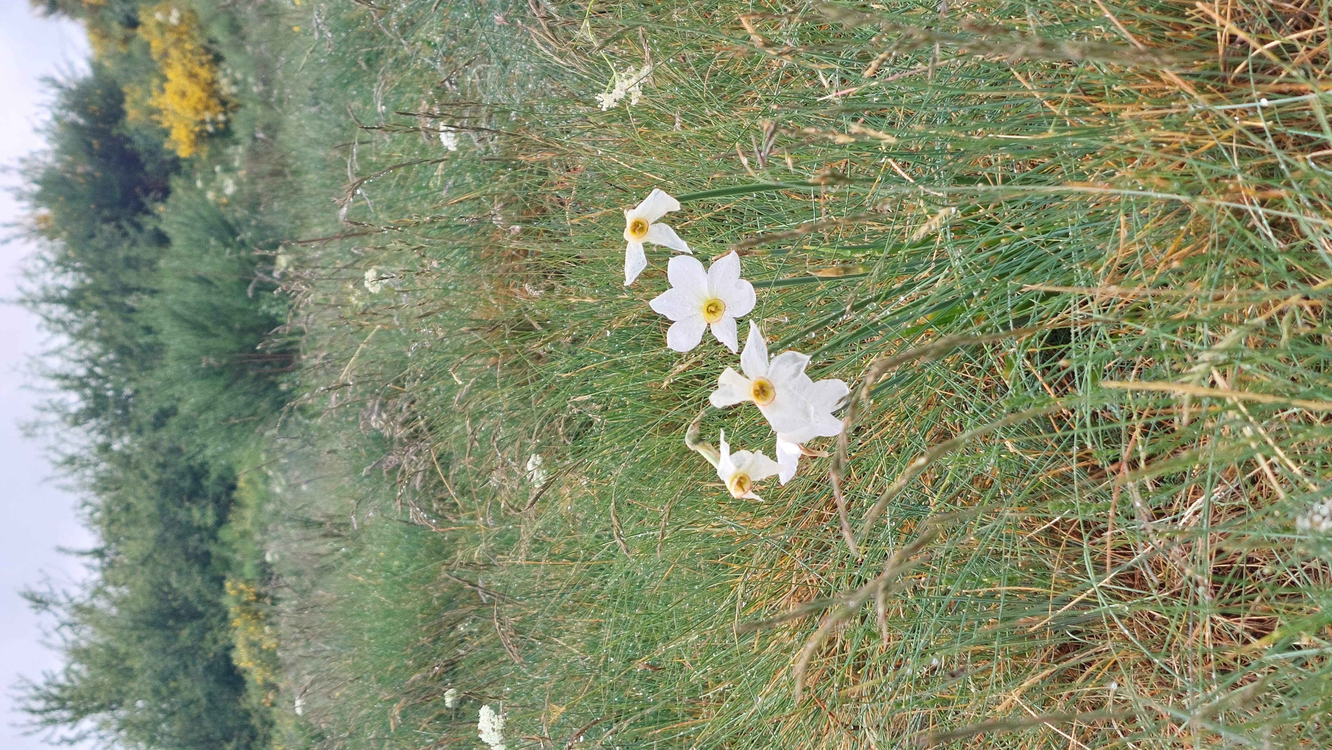 Narcisse
