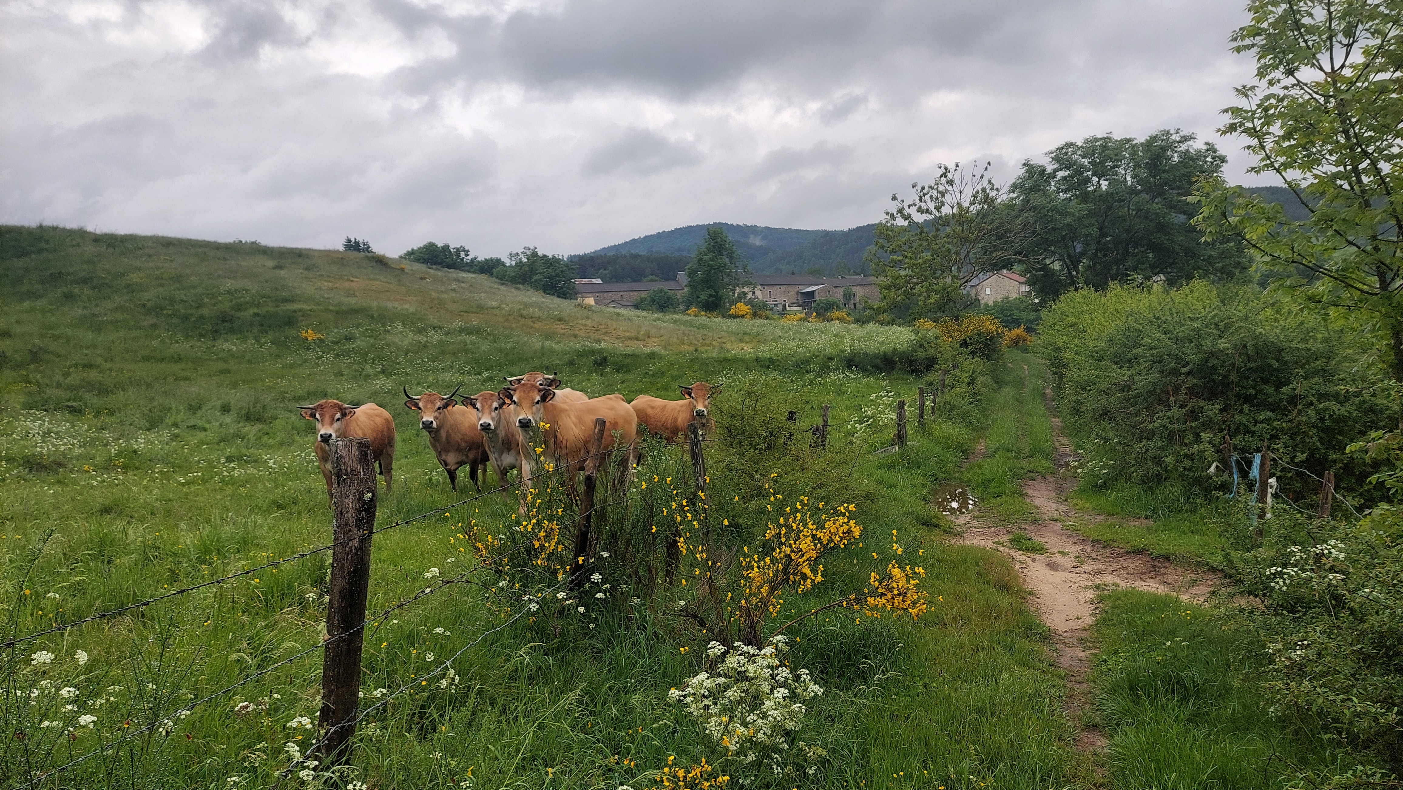 Des vaches