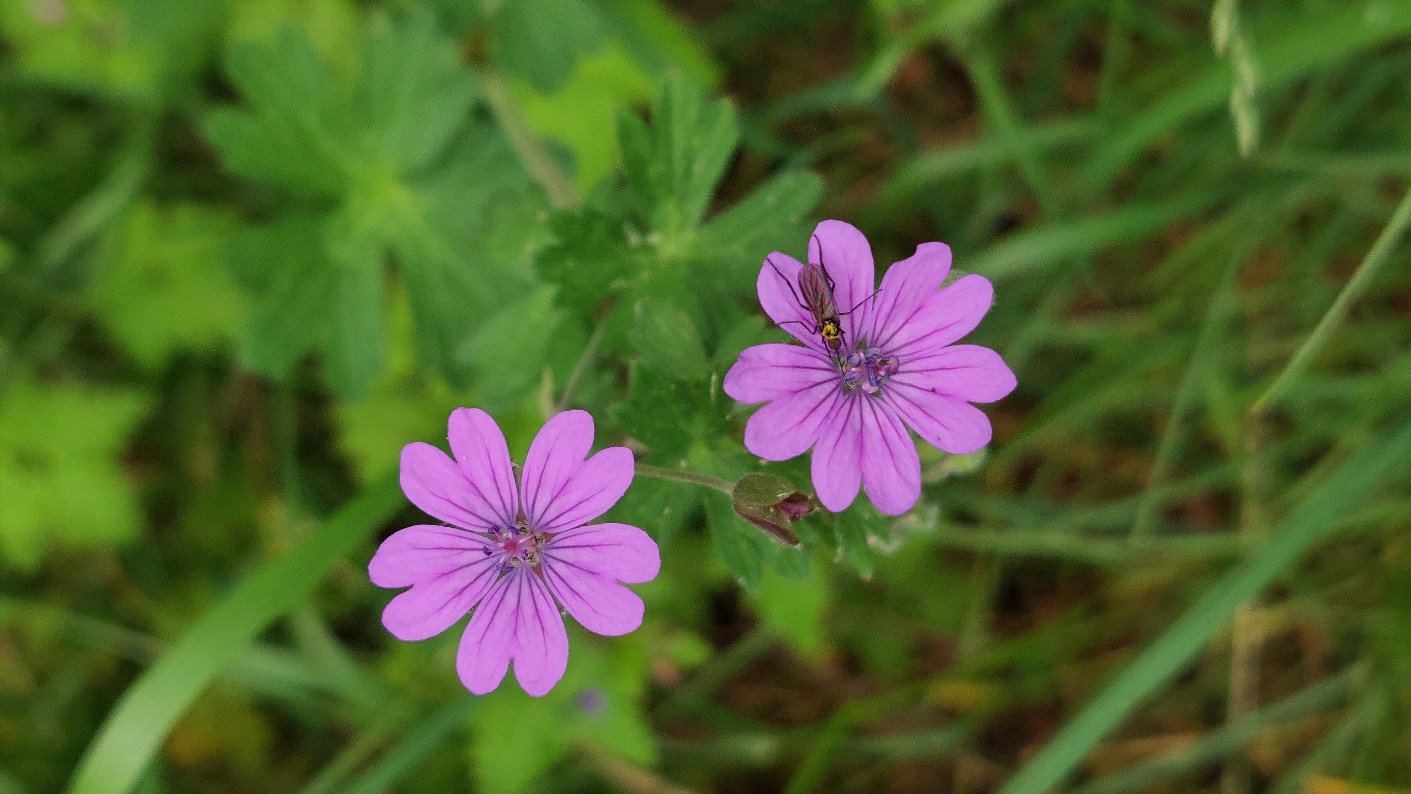 Geranium molle
