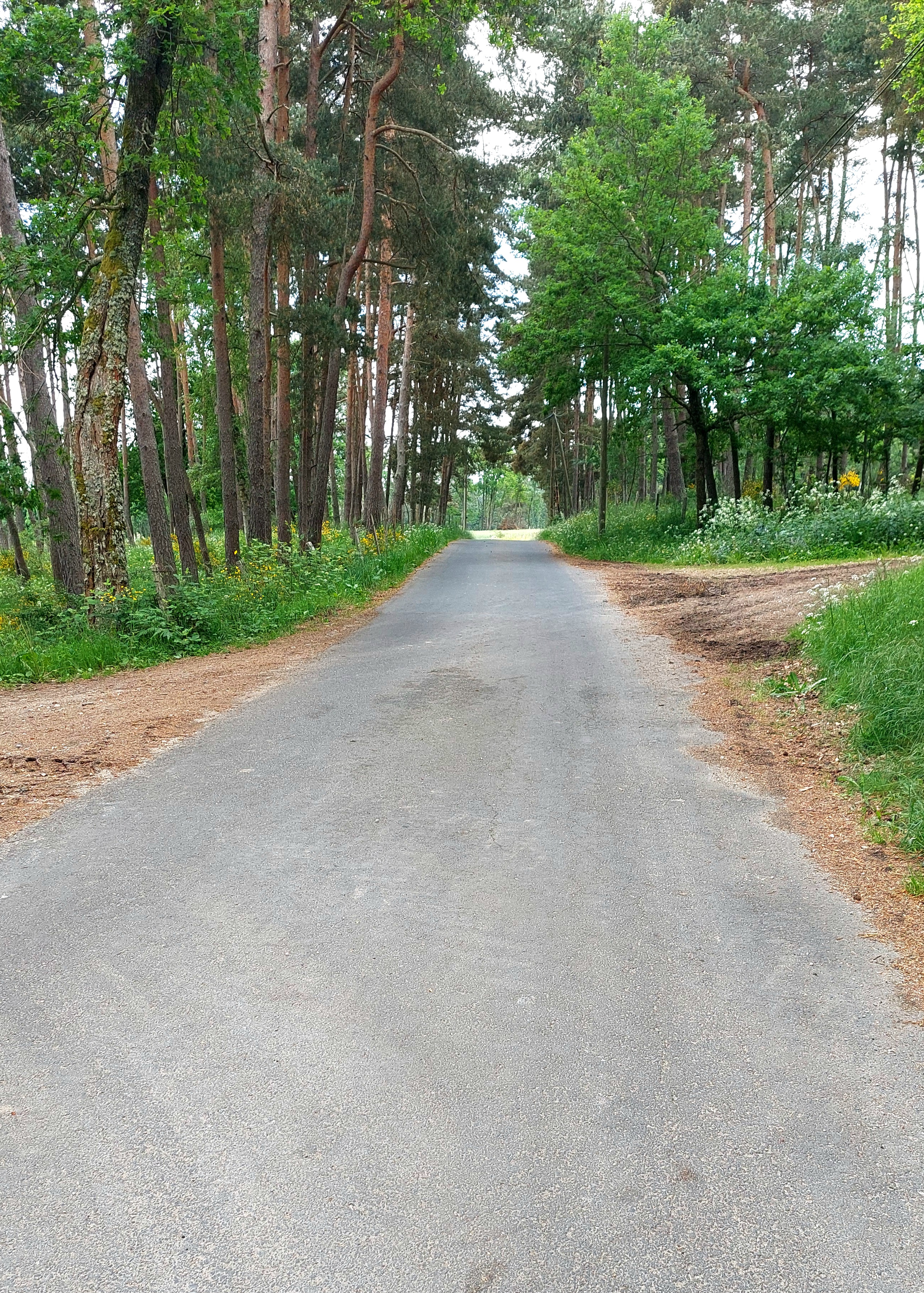 Bifurcation