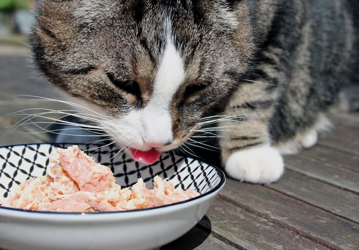 Un chat dégustant une recette maison à base de poulet frais
