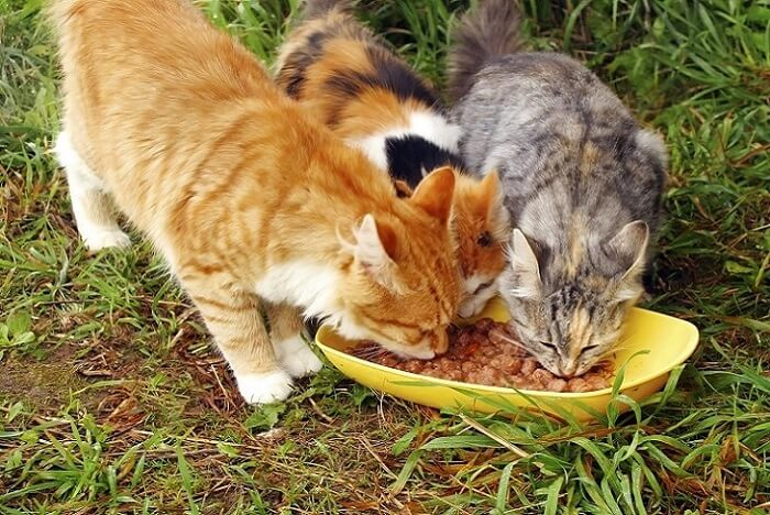 Plusieurs chats dégustent ensemble une ration crue de saumon