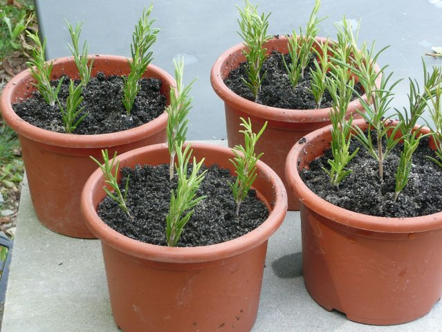 Technique de bouturage