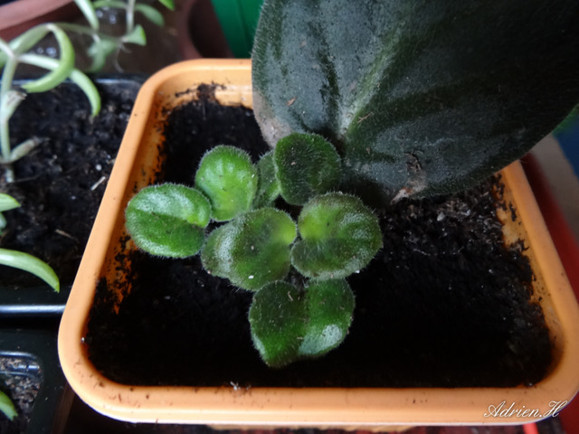 Technique de bouturage