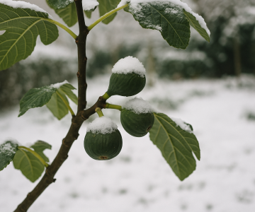 Variétés de figuiers résistantes au froid (≥ -15 °C)